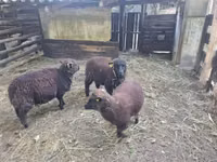 雌羊, Southdown sheep — 写真 2
