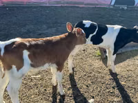 雄牛, Russian Black pied cattle — 写真 3