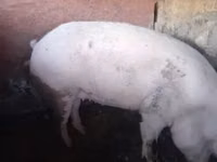 Babi (batch, jenis kelamin tidak disebutkan) — foto 3