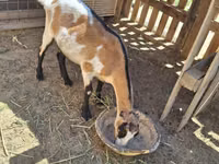 عنزة, LaMancha goats — الصورة 3