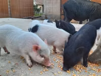 Porcs (lot, sexe non indiqué) — photo 4