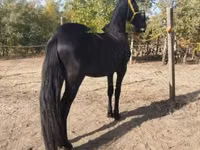 Caballo, Friesian — foto 4
