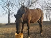 Cheval, Hucul pony — photo 2