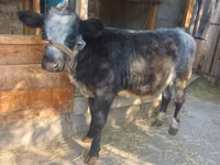母牛, Belgian Blue — 照片 1