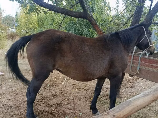 Yegua, Caballos