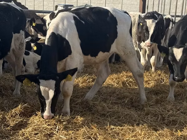 雄牛, Russian Black pied cattle