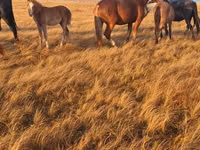 Kuda jantan, Altai horse — foto 4