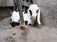 Ziegenbock, Nubian Goat — Foto 8