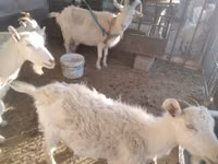 Chèvre, Russian White goat — photo 2