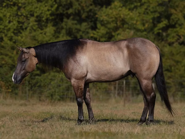 雄馬, Quarter Horse