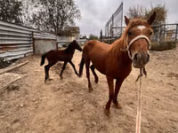 فرس, Kazakh horse — الصورة 3