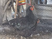 جيرسي جاينت — الصورة 2