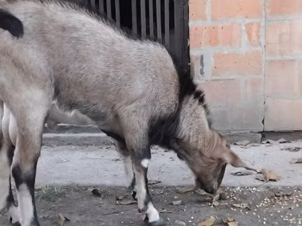 Cabro, Nubian Goat