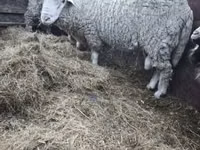 Ram, Sheep — photo 5