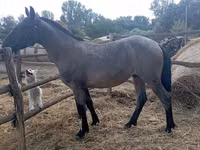 Caballo, Caballos — foto 2