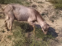 Cabro, Cabras — foto 2