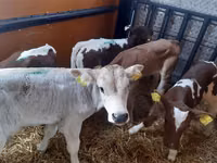 Banteng, Simmental cattle — foto 3