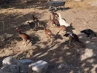 मेलीन — फ़ोटो 7