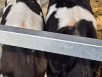雄牛, Russian Black pied cattle — 写真 7