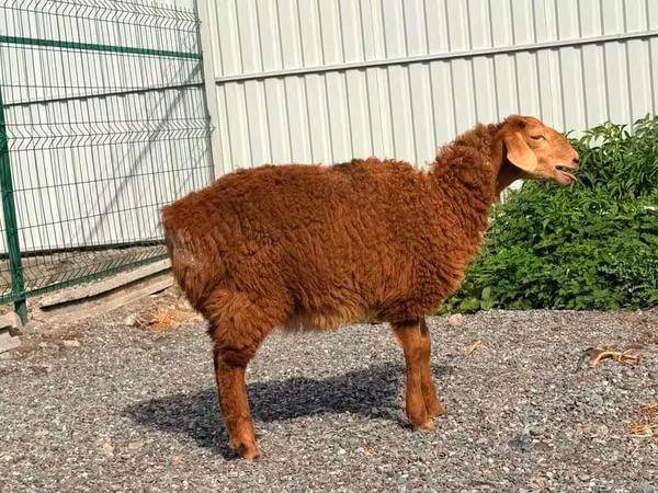 Oveja, Hissar sheep