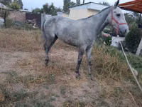 Caballo, Thoroughbred horse — foto 5