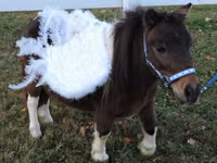 فرس, Miniature horse — الصورة 6