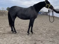 घोड़ी, Friesian — फ़ोटो 1