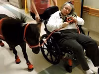 حصان, Miniature horse — الصورة 5