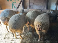 Ram, Sheep — photo 3