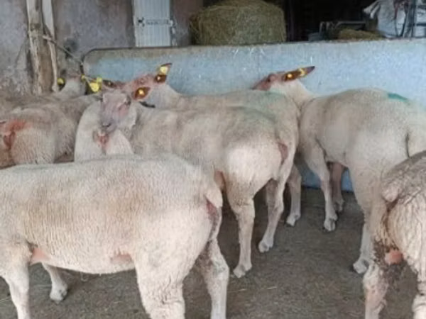 Domba betina, Charollais sheep