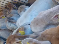 Bovinos (lote, sexo no especificado), Simmental cattle — foto 3