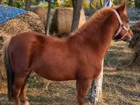 Caballo, Caballos — foto 1