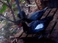 Muscovy Domestik — foto 6