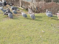 Turkeys — 写真 4