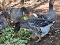 Geese — photo 8