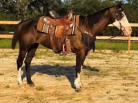 雌馬, American paint horse — 写真 4