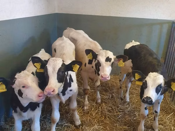 Banteng, Holstein breed