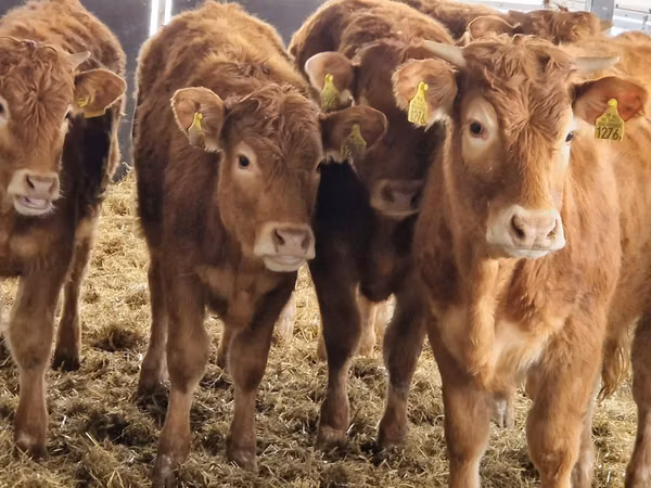 أبقار (دفعة، الجنس غير محدد), Simmental cattle