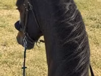 Hengst, Dutch warmblood horse — Foto 3