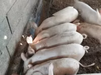 Babi (batch, jenis kelamin tidak disebutkan) — foto 3