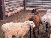 Domba jantan, Kazakh fat-tailed coarsewool sheep — foto 3