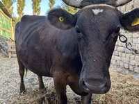 Sapi, Swiss cattle — foto 3