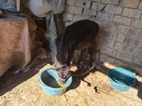 Vaca, Ganado vacuno — foto 2