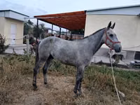 حصان, Thoroughbred horse — الصورة 5