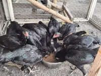 Chickens — 写真 5