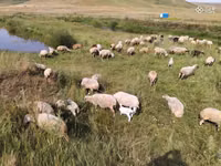 Brebis, Balbas sheep — photo 1