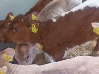 Banteng, Simmental cattle — foto 1