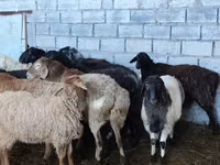 Sheep, Beulah Speckled face sheep — photo 2