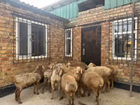 मेढ़ा, Rhon sheep — फ़ोटो 1