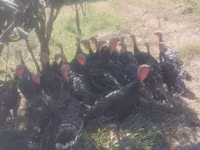 Turkeys — photo 1